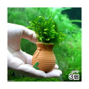 (水草)タコツボミニミニ オレゴンリバーモス(無農薬)(3個)