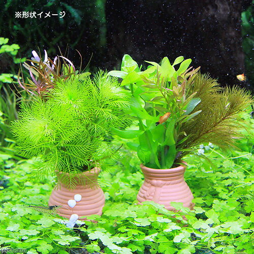 （水草）タコツボミニミニ　寄せ植えミックス（水中葉）（無農薬）（1個）
