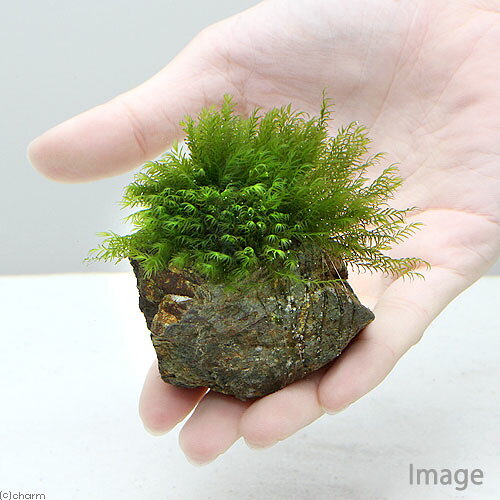 （水草）巻きたて　プレミアムグリーンモス　ボール（水中葉）（無農薬）（1個）
