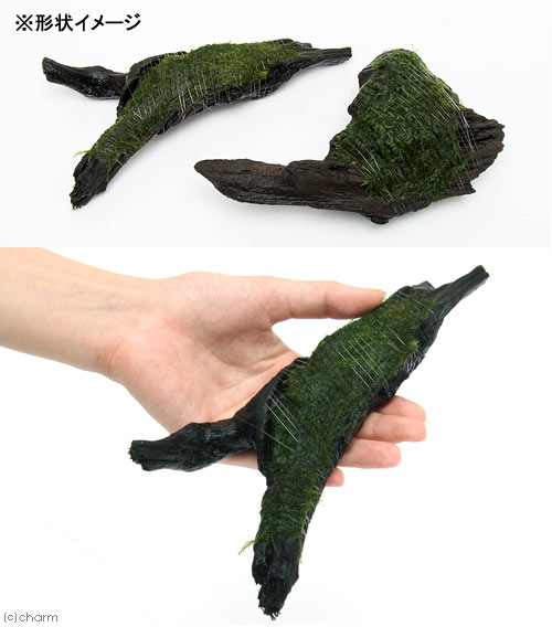 （水草）巻きたて　ウォーターフェザー　流木　Mサイズ（約20cm）（水中葉）（無農...