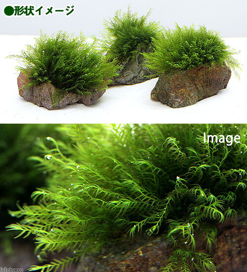 （水草）★育成済★　ウォーターフェザー　風山石　SSサイズ（8cm以下）（水中葉）（...