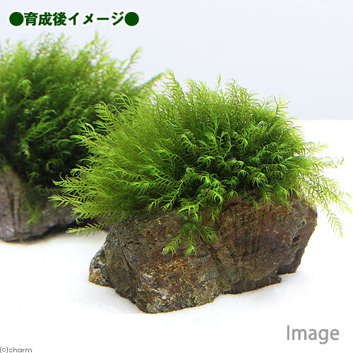 （水草）巻きたて　ウォーターフェザー　風山石　SSサイズ（8cm以下）（水中葉）（...