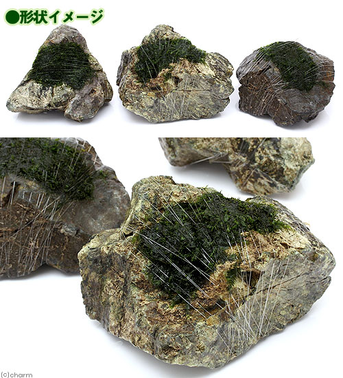 （水草）巻きたて　ウォーターフェザー　風山石　Mサイズ（約14cm）（水中葉）（無...