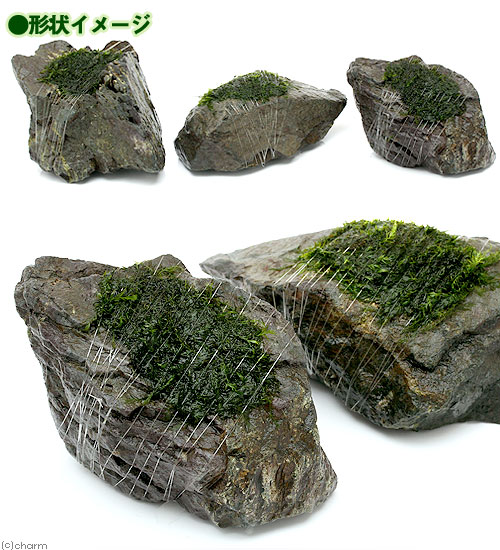 （水草）巻きたて　ウォーターフェザー　風山石　Sサイズ（約10cm）（水中葉）（無...