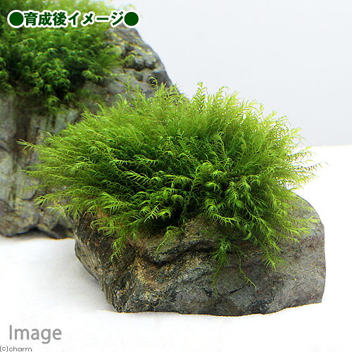 （水草）巻きたて　ウォーターフェザー　風山石　Sサイズ（約10cm）（水中葉）（無...