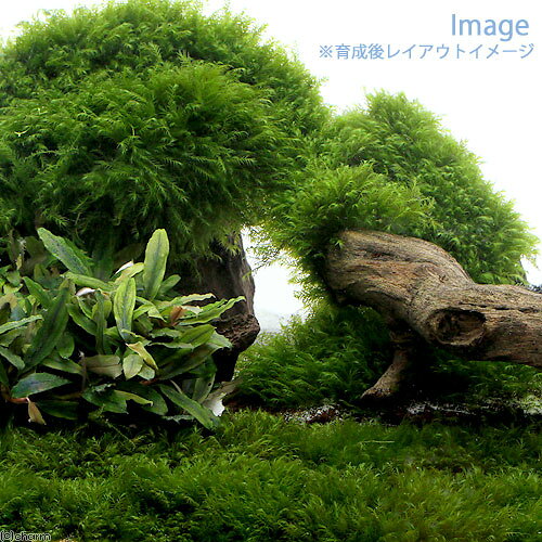 （水草）巻きたて　ウォーターフェザー　プレート（水中葉）（無農薬）（1個）