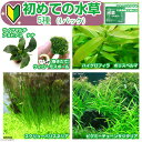 （水草）初めての水草 5種（1パック）＋水草その前に 1g（2L用）説明書付 本州四国限定