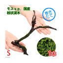 (水草)巻きたて モスsp.国産 枝状流木 Sサイズ(約10cm)(無農薬)(1本)