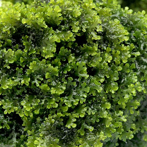 �ʿ���˴������ơ��⥹sp���񻺡����å�ή�ڡ��ߥ˥�������̵�����ˡ�8cm�ʲ��ˡ�1�ܡ�