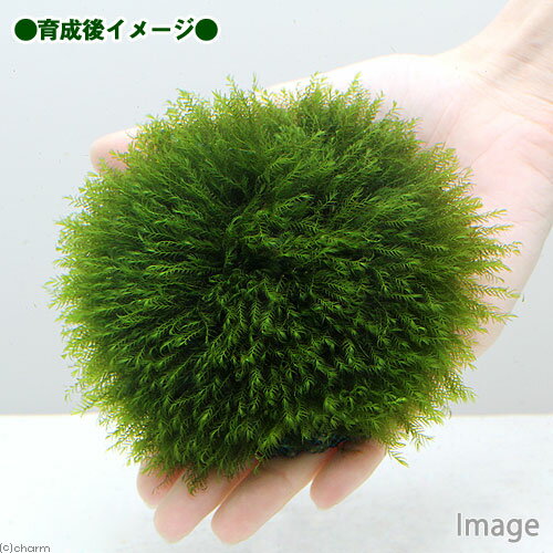 （水草）巻きたて　モスムーン（ウォーターフェザー）Mサイズ（水中葉）（無農薬）...