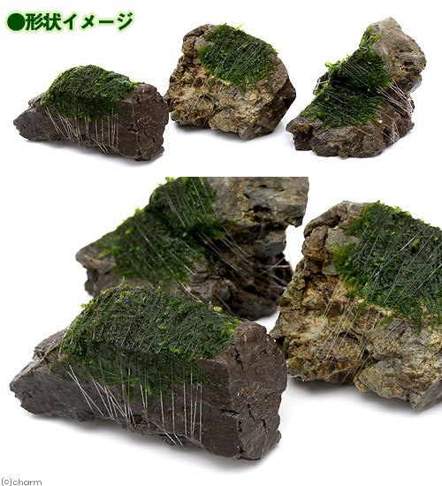 （水草）巻きたて　クリスマスモス　風山石　SSサイズ（8cm以下）（無農薬）（1個）