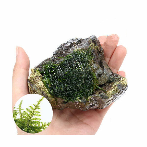 (水草)巻きたて クリスマスモス 風山石 Sサイズ(約10cm)(無農薬)(1個)