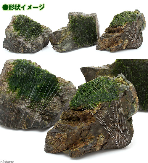 （水草）巻きたて　クリスマスモス　風山石　Mサイズ（約14cm）（無農薬）（1個）