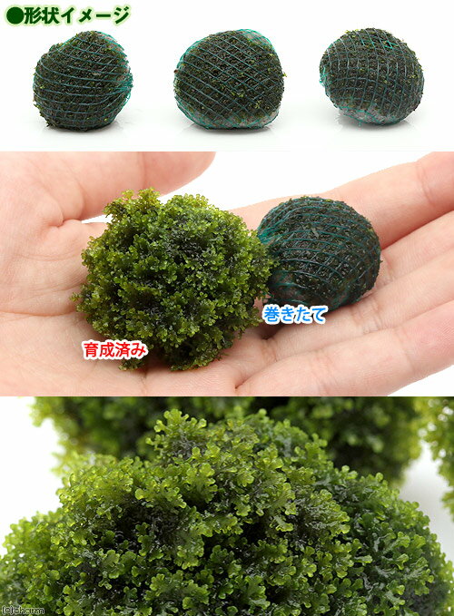 （水草）巻きたて　モスsp．（国産）ボール（無農薬）（3個）