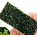 (水草)巻きたて ハネゴケsp.カメルーン産 プレート(水中葉)(無農薬)(3個)