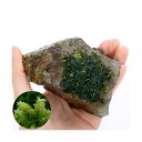 (水草)巻きたて ハネゴケsp.カメルーン産 風山石 Sサイズ(約10cm)(水中葉)(無農薬)(1個)