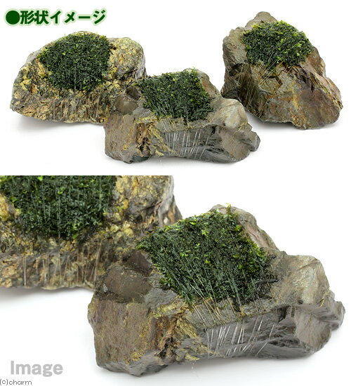（水草）巻きたて　ハネゴケsp．カメルーン産　風山石　Sサイズ（約10cm）（水中葉...