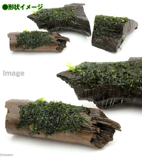 （水草）巻きたて　ハネゴケsp．カメルーン産　流木　ミニサイズ（8cm以下）（水中...