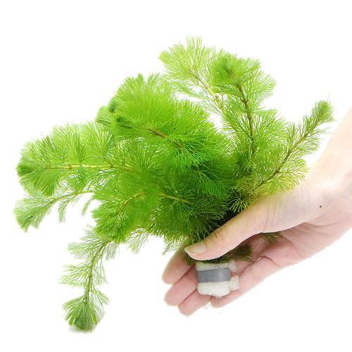 （水草）メダカ・金魚藻　カボンバ　鉛巻き（7〜10本）（1個）