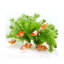 （水草）メダカ・金魚藻　カボンバ　鉛巻き（7～10本）（3個）