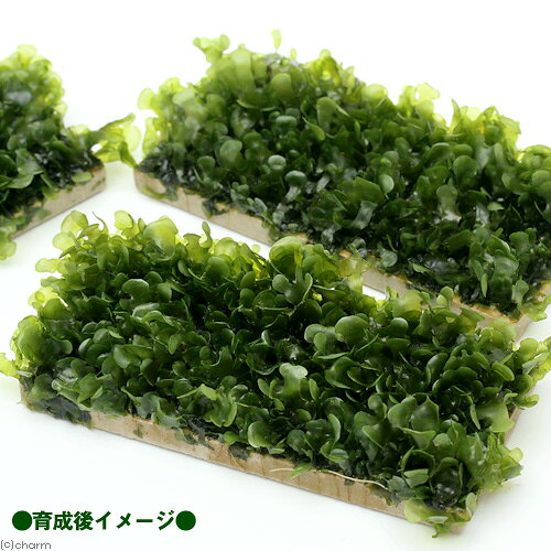 （水草）巻きたて　モスファン　プレート（1個）