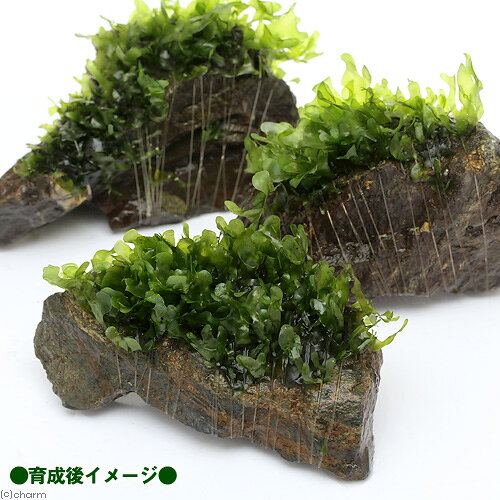 （水草）巻きたて　モスファン付　風山石　SSサイズ（8cm以下）（無農薬）（3個）