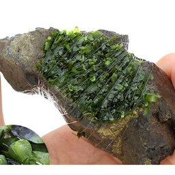 （水草）巻きたて　モスファン付　風山石　Sサイズ（約10cm）（無農薬）（1個）