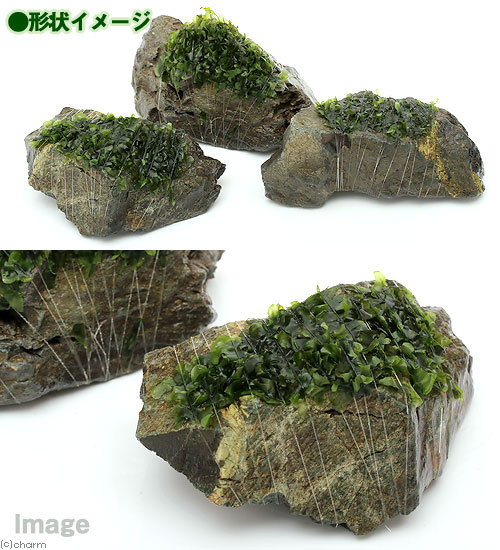 （水草）巻きたて　モスファン付　風山石　Sサイズ（約10cm）（無農薬）（1個）