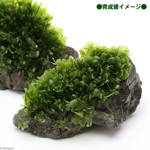 （水草）巻きたて　モスファン付　風山石　Sサイズ（約10cm）（無農薬）（1個）