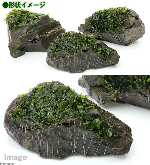 （水草）巻きたて　モスファン付　風山石　Mサイズ（約14cm）（無農薬）（1個）