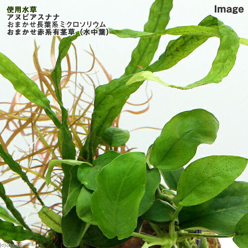 （水草）Plants　Arrangement　ザ　ボンサイ　Ver．1（1個）