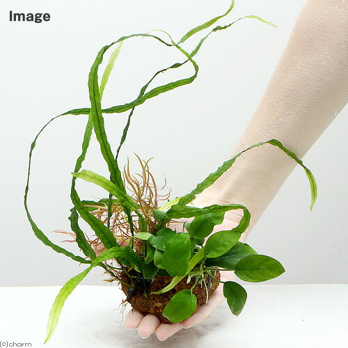 （水草）Plants　Arrangement　ザ　ボンサイ　Ver．1（1個）