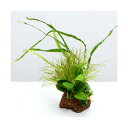 (水草)Plants Arrangement ザ ボンサイ Ver.2(1個)