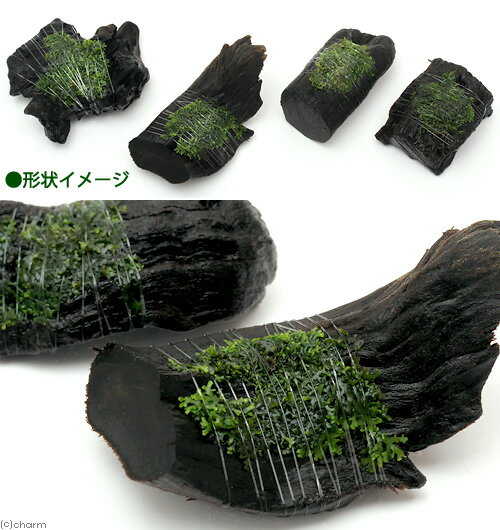 （水草）巻きたて　プレミアムグリーンモス付　流木　ミニサイズ（8cm以下）（水中...