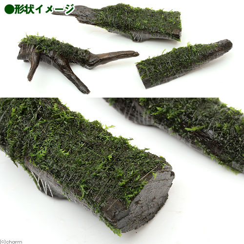 （水草）巻きたて　バブルモス　流木　ミニサイズ（8cm以下）（水中葉）（無農薬）...