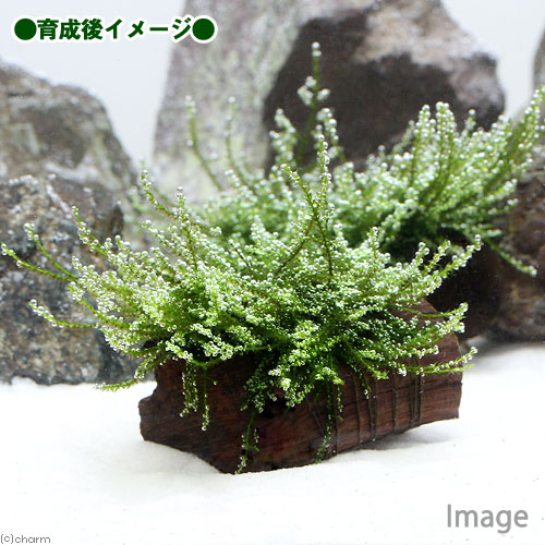 （水草）巻きたて　バブルモス　流木　ミニサイズ（8cm以下）（水中葉）（無農薬）...