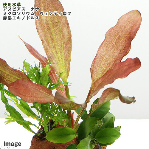 （水草）Plants　Arrangement　ザ　ボンサイ　Ver．7（1個）