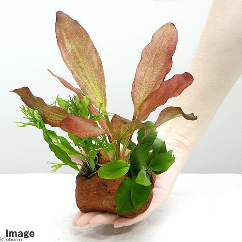 （水草）Plants　Arrangement　ザ　ボンサイ　Ver．7（1個）