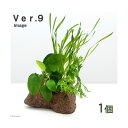 （水草）Plants　Arrangement　ザ　ボンサイ　Ver．9（1個）