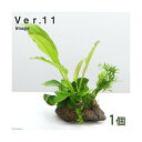 (水草)Plants Arrangement ザ ボンサイ Ver.11(1個)