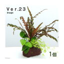 （水草）Plants　Arrangement　ザ　ボンサイ　Ver．23（1個）