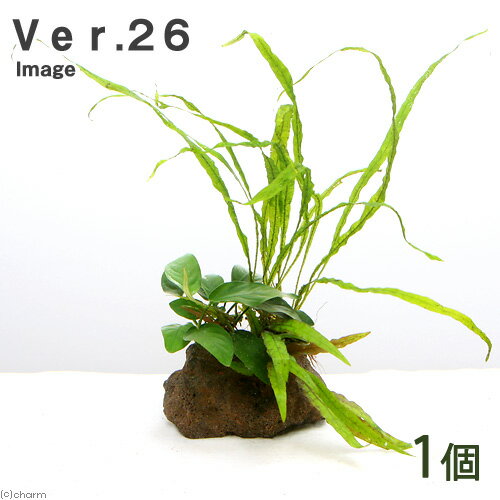 （水草）Plants　Arrangement　ザ　ボンサイ　Ver．26（1個）