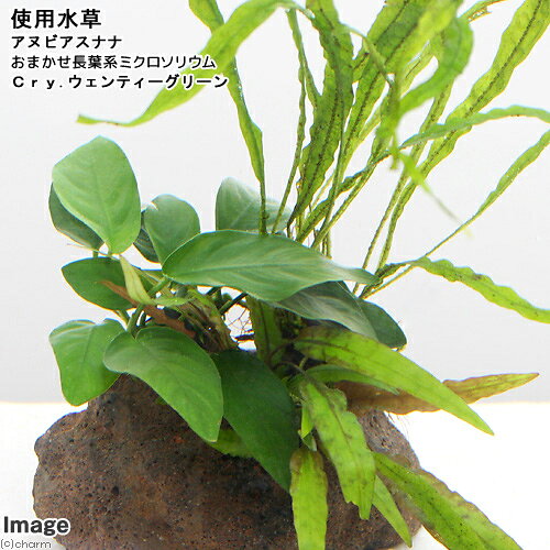 charm 楽天市場店の（水草）Plants　Arrangement　ザ　ボンサイ　Ver．26（1個）｜アングル2