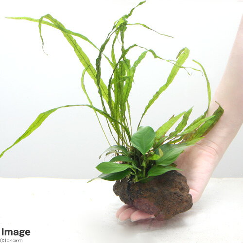charm 楽天市場店の（水草）Plants　Arrangement　ザ　ボンサイ　Ver．26（1個）｜アングル3