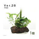 （水草）Plants　Arrangement　ザ　ボンサイ　Ver．28（1個）