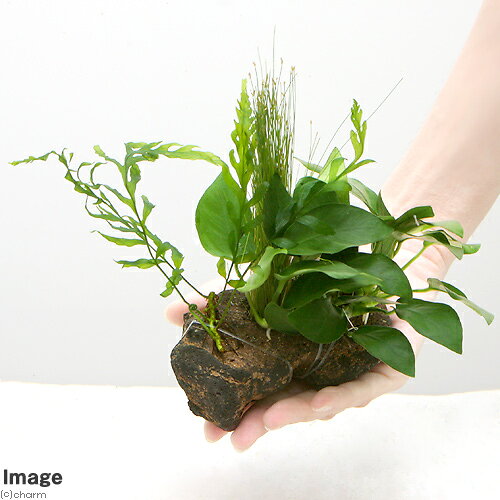 charm 楽天市場店の（水草）Plants　Arrangement　ザ　ボンサイ　Ver．28（1個）｜アングル3