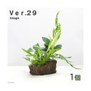（水草）Plants　Arrangement　ザ　ボンサイ　Ver．29（1個）