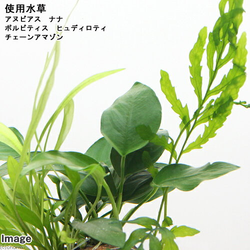 （水草）Plants　Arrangement　ザ　ボンサイ　Ver．29（1個）