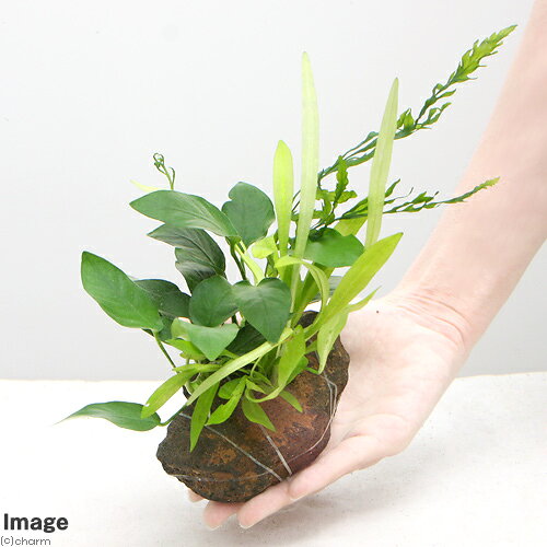 （水草）Plants　Arrangement　ザ　ボンサイ　Ver．29（1個）