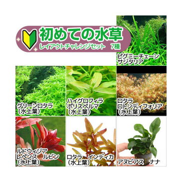 (水草)初めての水草 レイアウトチャレンジセット 7種+ピンセット付き (水上葉) 本州・四国限定 熱帯魚